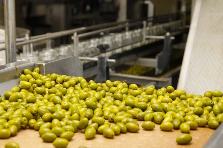 ACEITE DE OLIVA VARIEDADES ACEITUNAS ACEITE DE OLIVA VARIEDADES ACEITUNAS