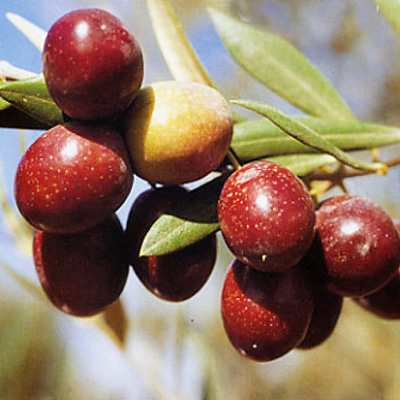 ACEITE DE OLIVA VARIEDADES ACEITUNAS ACEITE DE OLIVA VARIEDADES ACEITUNAS