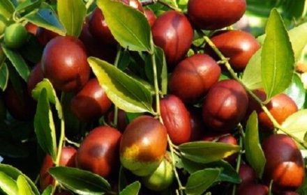ACEITE DE OLIVA VARIEDADES ACEITUNAS
