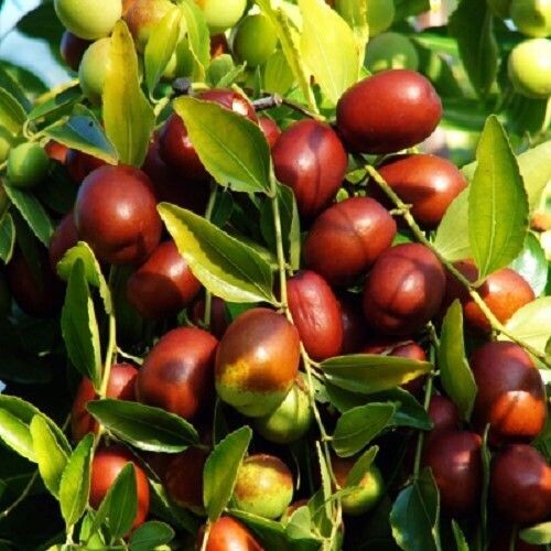 ACEITE DE OLIVA VARIEDADES ACEITUNAS