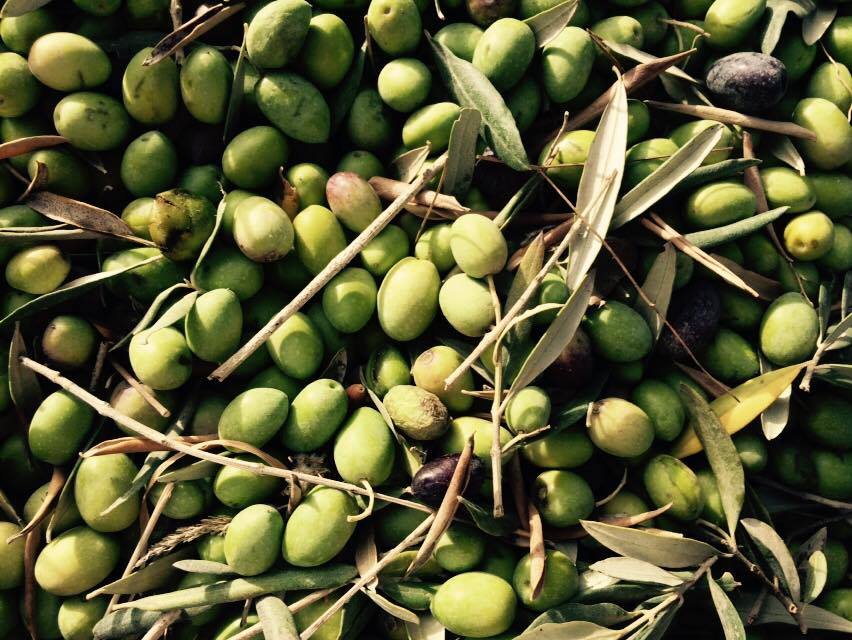 ACEITE DE OLIVA VARIEDADES ACEITUNAS ACEITE DE OLIVA VARIEDADES ACEITUNAS