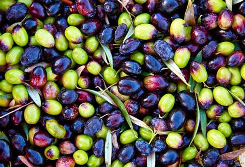 ACEITE DE OLIVA VARIEDADES ACEITUNAS ACEITE DE OLIVA VARIEDADES ACEITUNAS